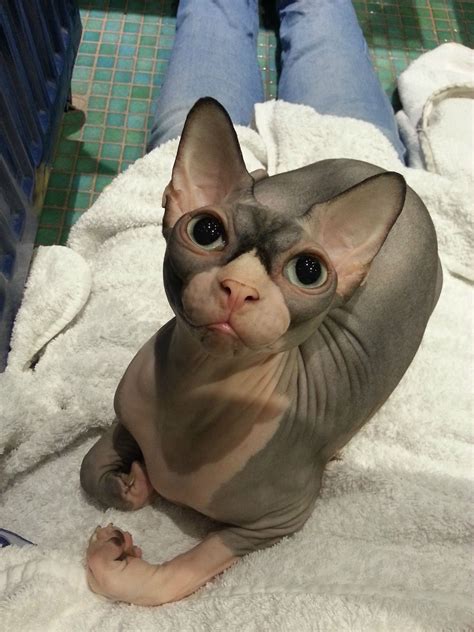 Sphynx cats are far more than just hairless cats. Reddit, meet my sphynx cat Olive : aww