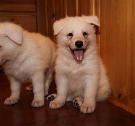 Welcome to german shepherd's r us. Cute white german shepherd puppies available FOR SALE ...