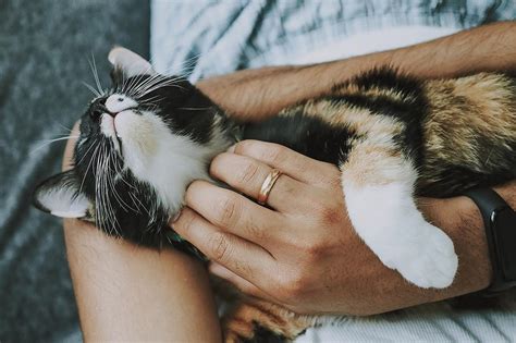 К чему снится кошка с котятами: толкования по разным сонникам
