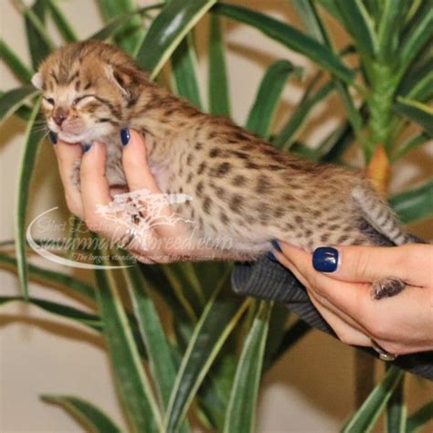 Breeders are obligated as tica registered. F2 Savannah Kittens for Sale | Savannah Cat Breed