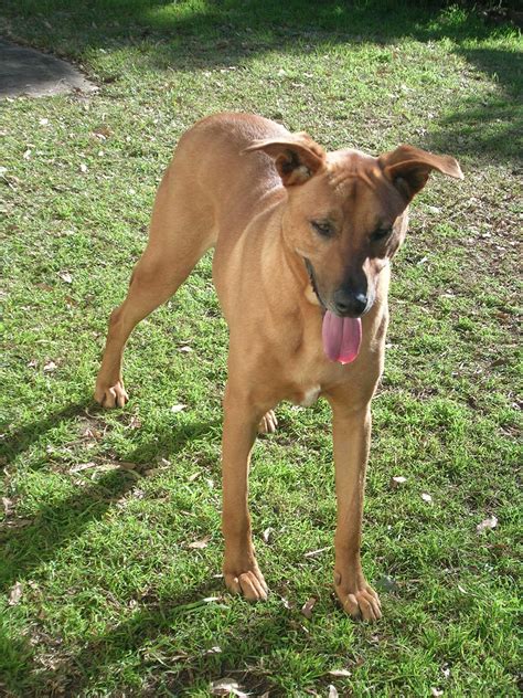 It worked as a hunting dog and as reverend helm introduced two ridgebacks into matabeleland in 1877. Bo - Large Male Rhodesian Ridgeback Mix Dog in NSW - PetRescue