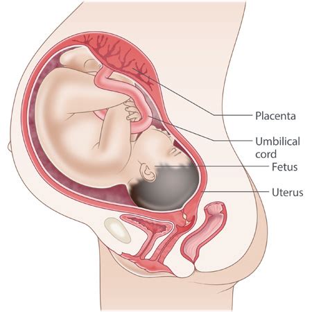 How can you tell if your baby will be early or late? How Do You Know When Your Baby Drops?