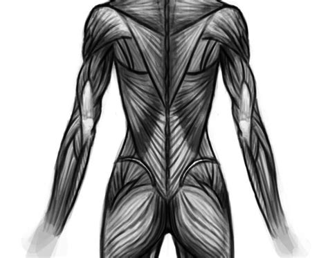 The budget peter petra torso dissects into a total of thirteen parts: Torso Muscle Anatomy Female - Female body without skin ...