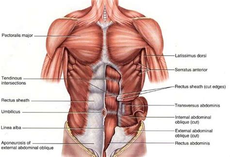 Maybe you would like to learn more about one of these? Harmony Of Structure & Function: The Pecs. | Muscle ...