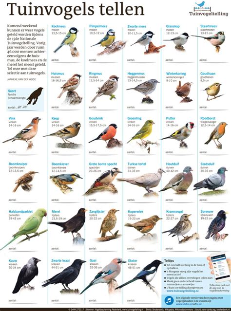 De nationale vogeltelling en het grote vogelweekend. In Beeld: Tuinvogels tellen (interactief) - Extra - DVHN ...