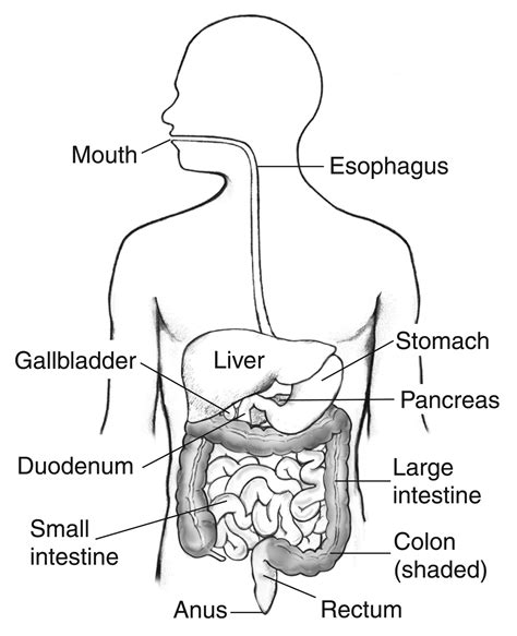 Free online drawing software tools 2021: Human Digestive System Drawing at PaintingValley.com ...