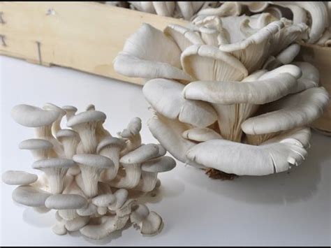 Oggi prepariamo un altra bella ricetta con i funghi. Funghi pleurotus gratinati (ricetta VEGAN) - YouTube