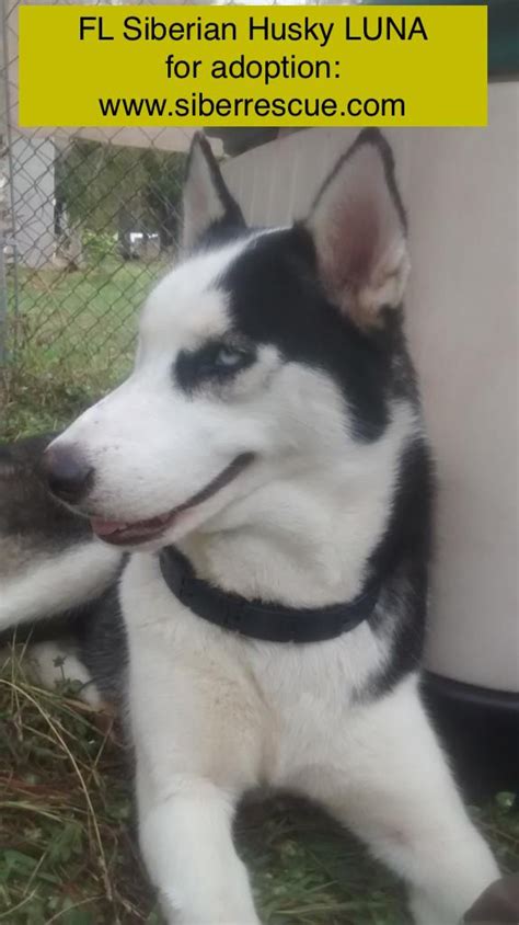 They are ready to leave. #Florida #Siberian #Husky LUNA for #adoption in #FL: www ...