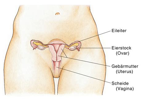 Anatomie der inneren schamlippen die innere schamlippe ist paarig angelegt, dass bedeutet, dass es zwei von ihnen auf gegenüberliegenden seiten gibt. Weibliche Geschlechtsorgane, Weibliche Sexualorgane, Vulva ...