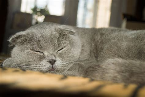 Check spelling or type a new query. How to Spot the Right Breeder? | Scottish Fold Cats