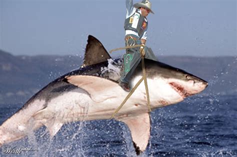 I've been riding a lot during the past 15 years. Why shark riding is NEVER a good idea « Dutch Shark Society