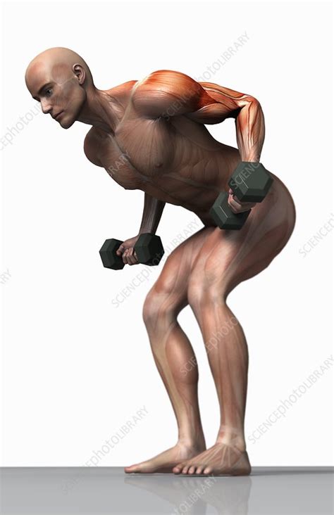 The torso also harbours many of the main groups of muscles in the body, including the: Muscles of the male torso - Stock Image - C008/0124 ...