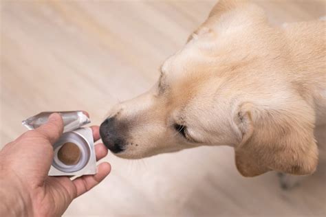 Anemia in Dogs | Great Pet Care