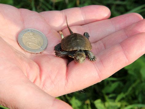 Die schildkröten (testudinata, testudines, ehemals auch chelonia) sind eine ordnung der reptilien (reptilia) und erschienen erstmals vor mehr als 220 millionen jahren im karnium (obertrias). Schildkrötenbabys zurück in NÖ - noe.ORF.at