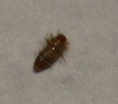 Wohnung in historischem gebäude, zentral in der schopfheimer altstadt. Was sind das für Insekten/Schädlinge in meiner Wohnung ...