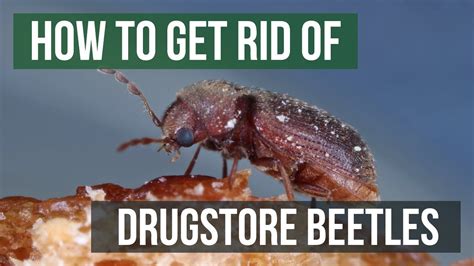 The 3 best ways to get rid of japanese beetles. How to Get Rid of Drugstore Beetles - YouTube