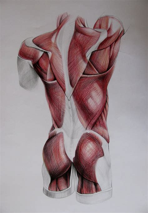 Figurative anatomy muscles of the torso. torso muscles study: back by Infinitely on DeviantArt