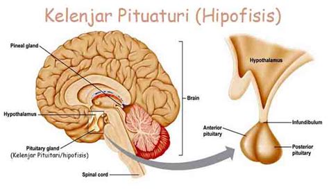 Kelenjar pituitari, atau pituitari, adalah kelenjar yang mengeluarkan hormon tertentu yang berfungsi sebagai pengawal untuk pelbagai aspek tubuh manusia. Kelenjar Pituitari : Pengertian, Fungsi, Struktur ...