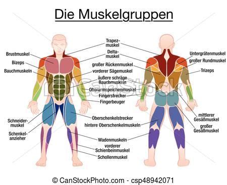 You can click on any highlighted muscle to view a more detailed image of. Image result for anatomy body graphic | Human body muscles, Body muscle chart, Human body anatomy