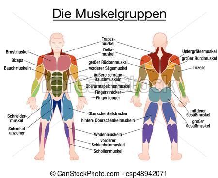 The scientific name for the human thigh bone is the femur. Diagram Of Body Muscles And Names - Major muscles of the ...