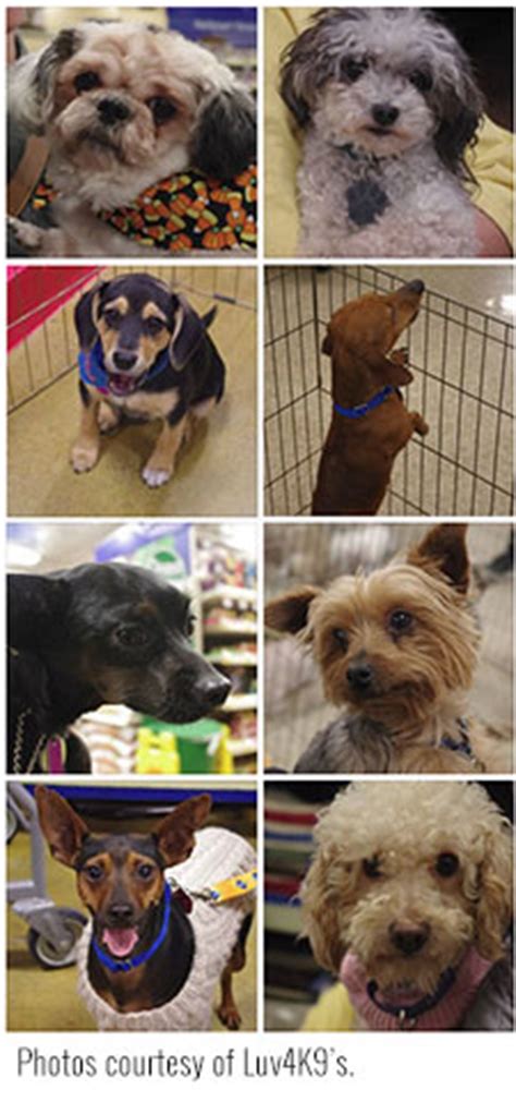 Vacation rentals available for short and long term stay on vrbo. Adopt a Dayton Pet