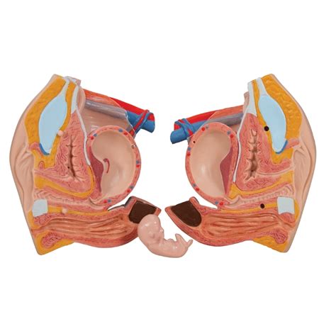 Human organs picture body 5 most important organs in the human body human anatomy kenhub. Torso with Male/Female Organs (20pt) | Human Torso with Organ