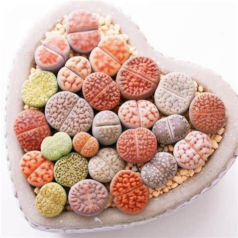 Well you're in luck, because here they come. Cactus & Succulent Seeds - GreenSeedGarden