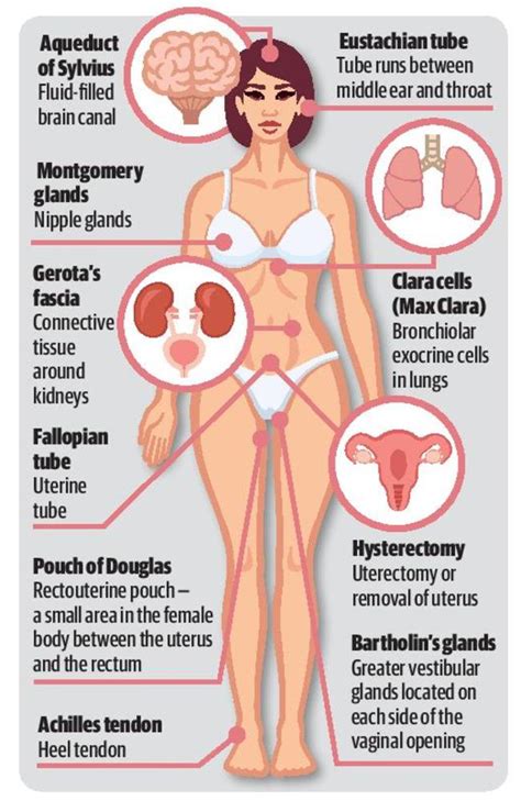 Download 833 woman human body free vectors. Doctors fight for new names for body parts | Northern Star