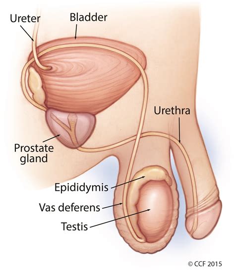 Approximately one of every 263 males will develop testicular cancer during his lifetime. Testicular Self-Exam For Testicular Cancer | Cleveland ...