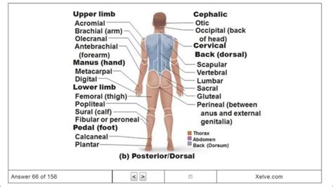 I've talked about these before, and i use them quite extensively in my applications. Introduction to Human Anatomy and Physiology - 1 The Human Body: An Orientation - Flashcards ...