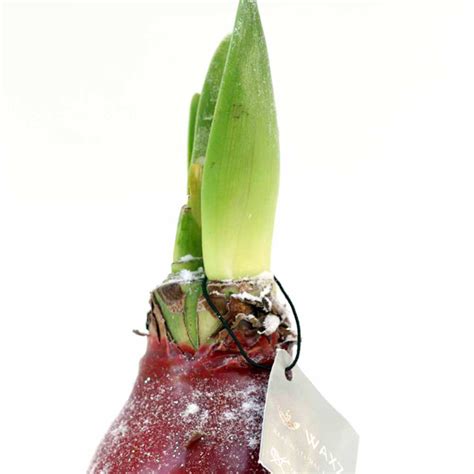 Surprise your valentine or other loved ones with this unique blooming gift. Amaryllis Wax Bulb - Christmas Indoor Plants and Bulbs ...