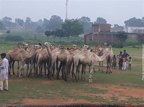 In mongolia's gobi desert, a camel belonging to a group of nomadic shepherds gives birth to a white calf. Fate of 80 camels of Rajasthan hangs in balance in ...
