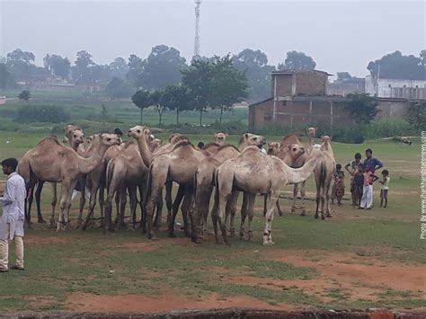 Tara, the illegitimate daughter of the noble queen adelaide, was thrown away as a baby and raised by poor relatives. Fate of 80 camels of Rajasthan hangs in balance in ...