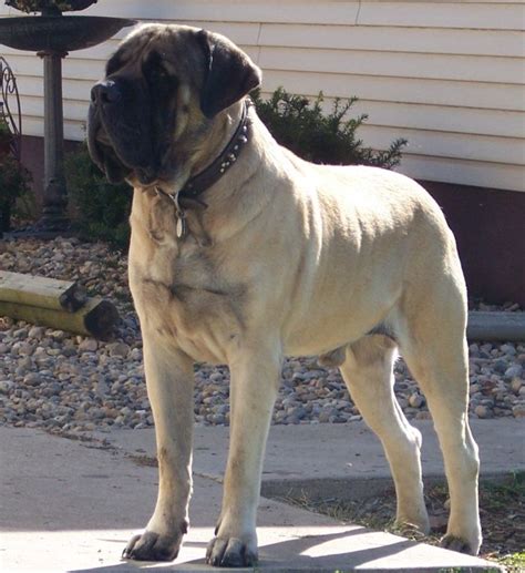 In rare cases, a bull can weigh in excess of 3,500 pounds (1,587 kg). How Much Do You Know About Mastiffs? - Quiz