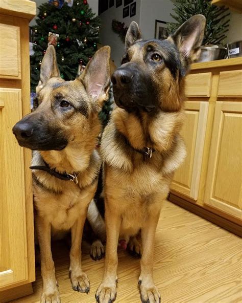 Price and other details may vary based on size and color. GSDs-Ky & Anders | Gsd, German shepherd, John gray