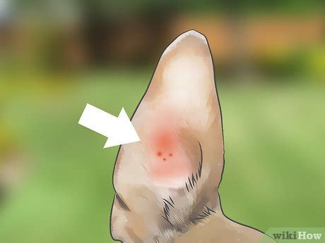 Recognizing mites and knowing how to treat them is important to the well being of your pet cat. How to Treat Ear Mites: 12 Steps (with Pictures) - wikiHow