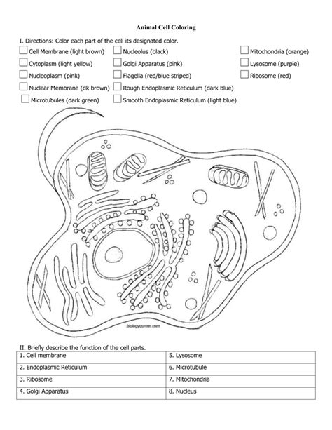 Image of a typical animal cell needs to be colored according to the directions. Animal and Plant Cell Coloring