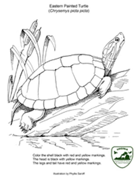 39+ snapping turtle coloring pages for printing and coloring. Kids Page