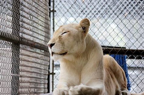 This live cam at the big cat rescue sanctuary in florida points a the vacation rotation area. Rayna (@raynalynntx) on Instagram: "Sheila the white ...