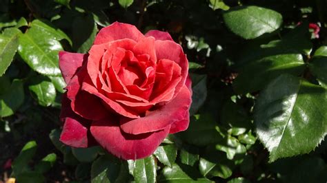 Hot cocoa rose, companion plants that goes well with rose hot cocoa, hot cocoa and perennials, landscape ideas for hot cocoa. NixPixMix: 'HOT COCOA' ROSE