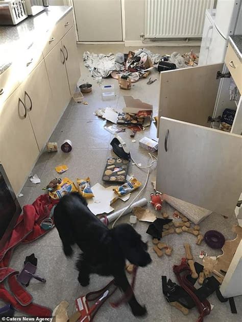 Foot licking ecstasy by nazbaz. Naughty Dog Destroyed Home While Family Was Away - Junk Feeds