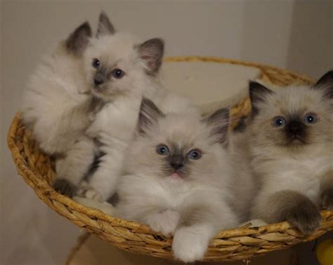 Why buy a ragdoll kitten for sale if you can adopt and save a life? Ragdoll Cats For Sale | Jersey City, NJ #131272 | Petzlover