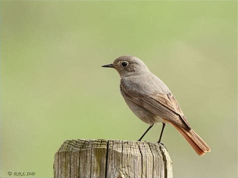 Deze zomervogels broeden wat later in het seizoen dan de gewone vogels als mezen en mussen. zwarte roodstaart vrouwtje | Huisdier vogel, Dieren mooi ...