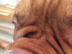 Learn the reasons why your cat's nose may be dry and whether it might be a sign of a larger concerning issue or a common symptom of something smaller. Dog Dry Nose-What it Means, Reasons Why and Home Remedies ...