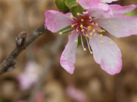 Jump right to what section you need:succulent cutting arrangement :27, lighting 4:04, soil 6:24, water 6:48, mealy bugs on jade 8:16, fertilizing 8:26, how. Flowering almond | Plants, Garden