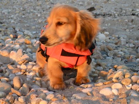 Special attention should be paid to the dog's ears. Fabio the long-haired English cream mini-dachshund ...