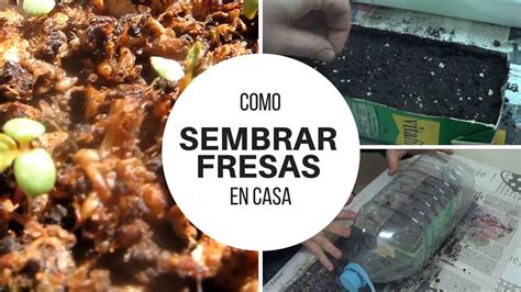 Así no tendremos que estar controlando en casa momento, algo que se puede hacer muy pesado. Cómo sembrar fresas en casa