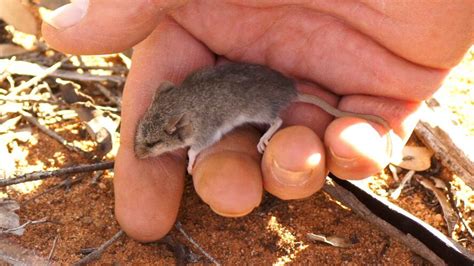 In fact, as they age, men typically lose mass in their legs and arms — they get thinner, while their belly just gets fatter and fatter. Slender-tailed Dunnart: Male: Released