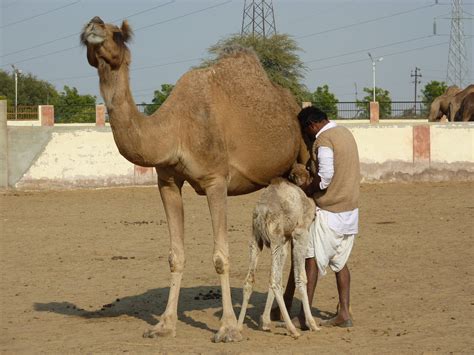 Buy camel crush from the #1 online cigarette store with free shipping option available to all customers worldwide! Free Images : sand, livestock, india, pack animal, camel ...