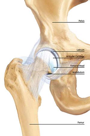 Make sure there is no free space between the tape and the body in the crotch area. Understanding your hip anatomy | Walk without Pain